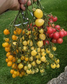 Multiflorás paradicsom mix, Lycopersicum esculentum, paradicsom